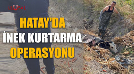 Hatay'da inek kurtarma operasyonu